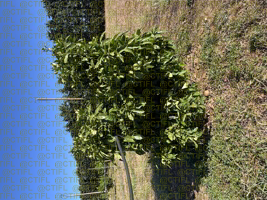 Projet MAGMA, CTIFL de Balandran - Pomelo